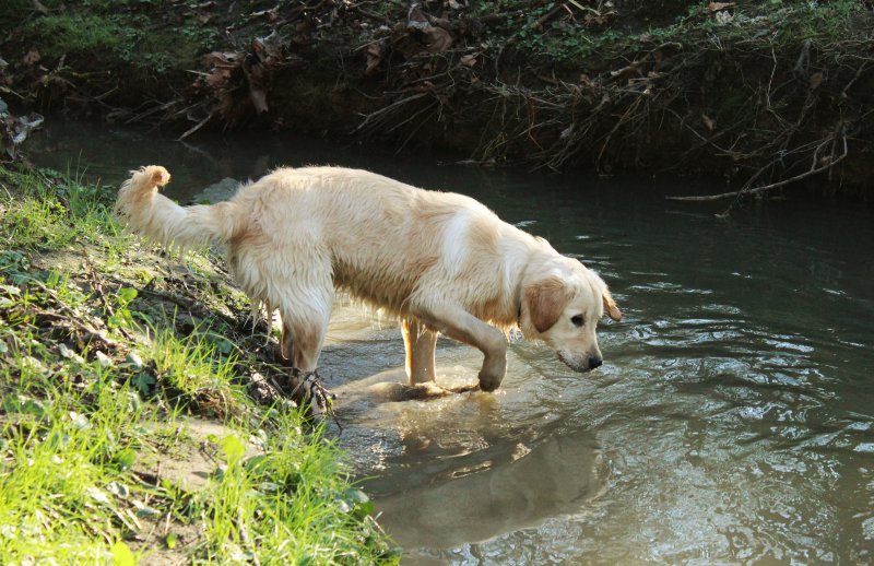 Hund verfolgt eine Spur im Wasser