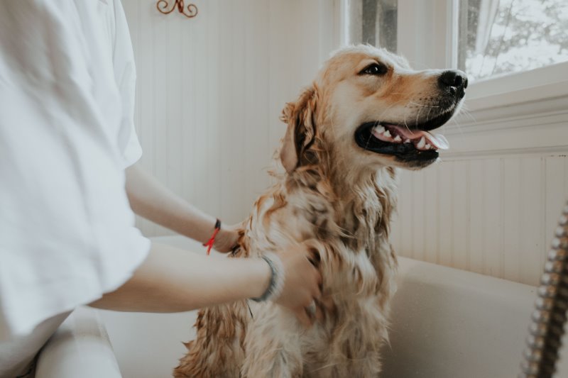 Hund mit Hundeshampoo in einer Badewanne