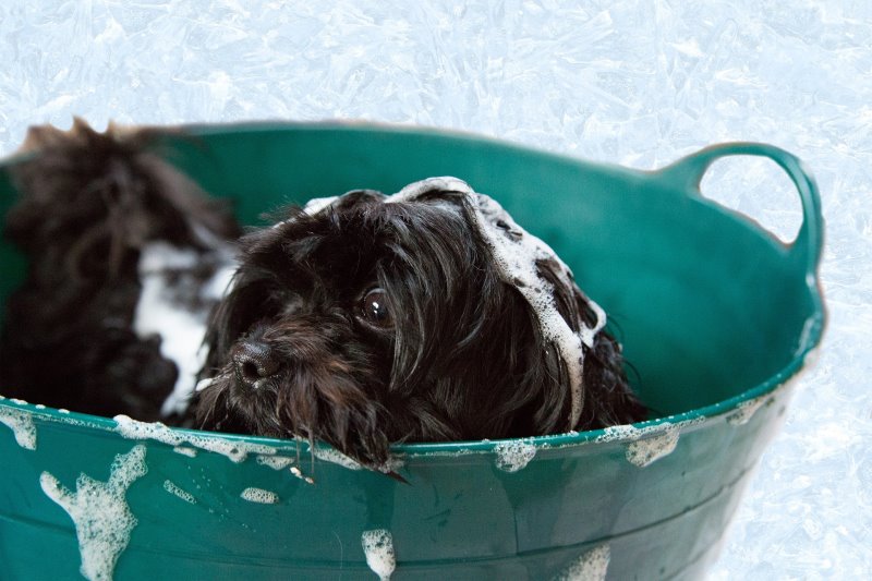 Ein Hund wird in einer Wanne mit Hundeshampoo gewaschen