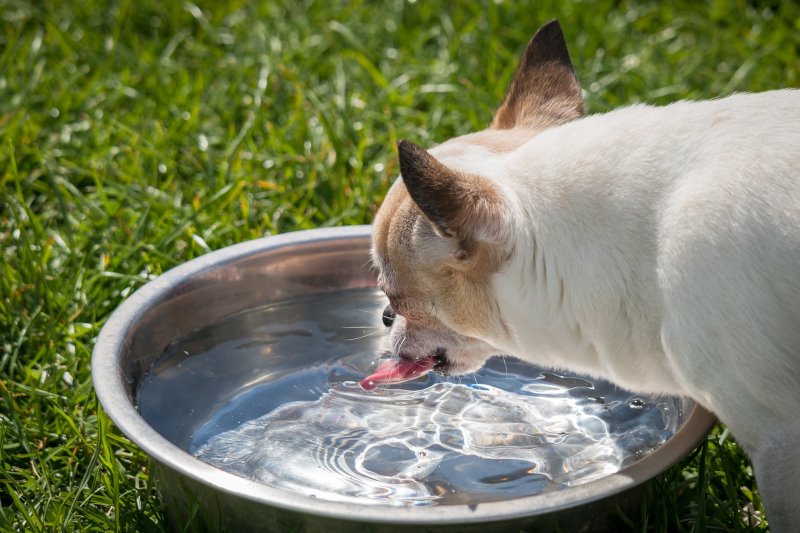 Hunde trinkt aus Wassernapf