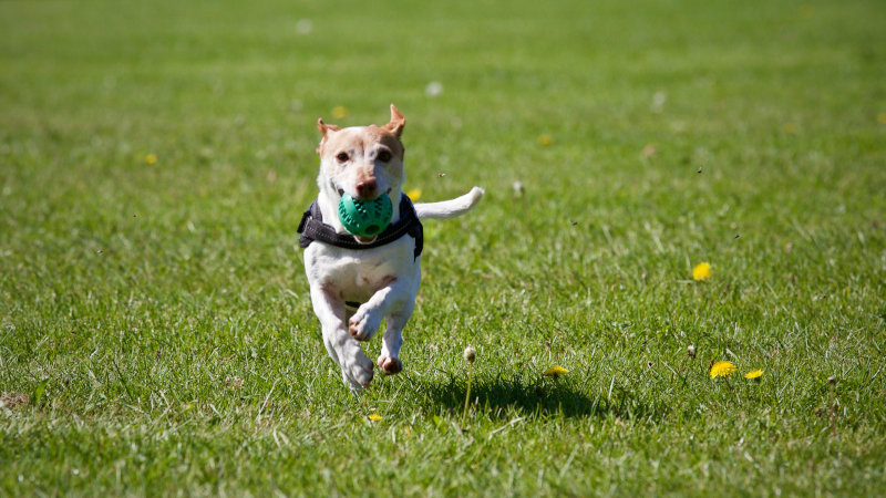 Hund läuft auf Gras mit Hundeball mit Zahnpflegefunktion