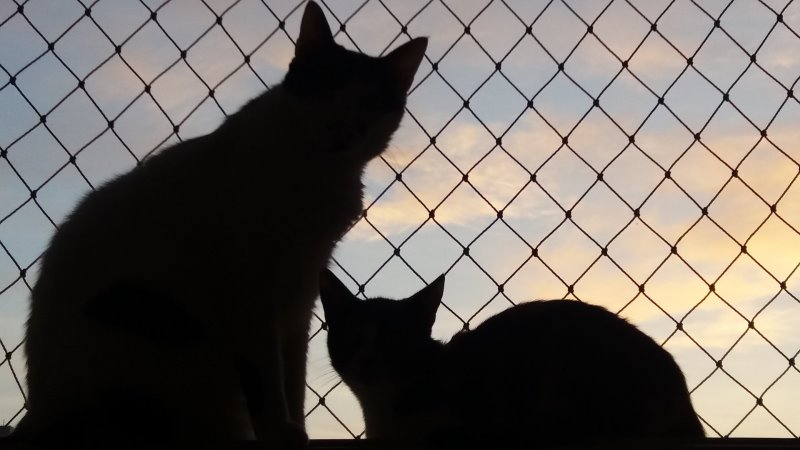 Katzen sitzen vor offenem Fenster mit Gitter