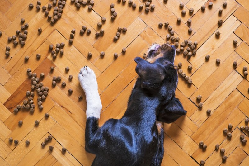 Hund und Futter auf dem Boden