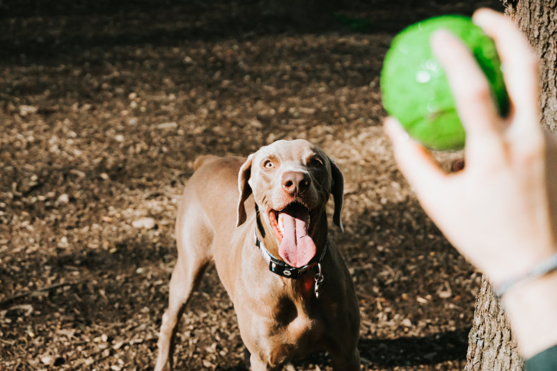 Hund freut sich auf Wurfspiel mit Wurfspielzeug