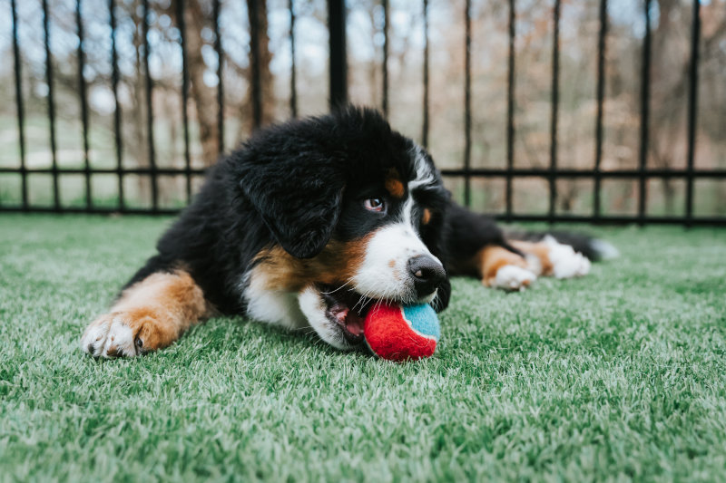 Hund liegt entspannt auf Wiese und hat Ball im Maul.