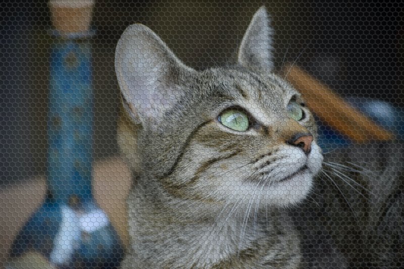 Katze sitzt vor Fensternetz