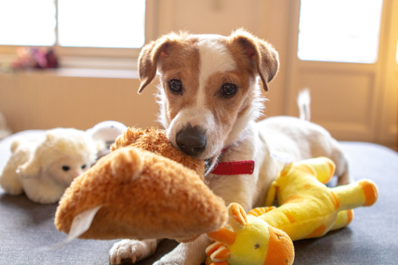 Kleiner Hund liegt, kuschelt und knabbert an seinen Plüschspielzeugen, die man auch als Wurfspielzeug verwenden kann.