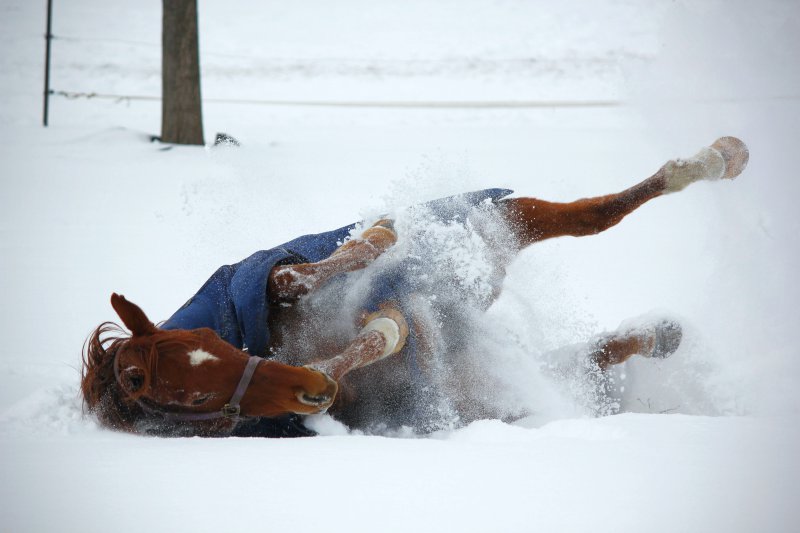 Pferd im Winter am Toben
