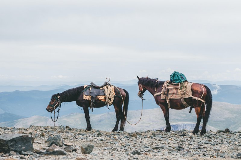 Zwei Pferde mit Sattelpad und Gepäck stehen in der Natur