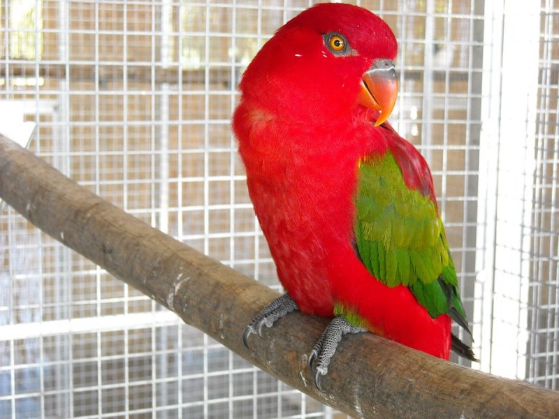 Vogel sitzt auf Holzsitzstange in Vogelvoliere