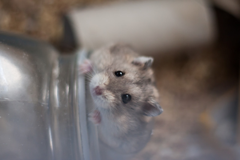 Hamster in Transportbox