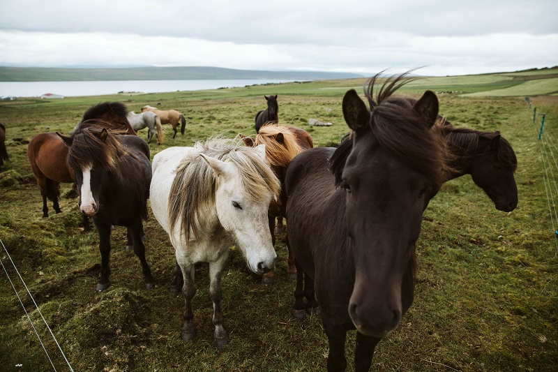 Islandpferde am Grasen ohne Islandsattel