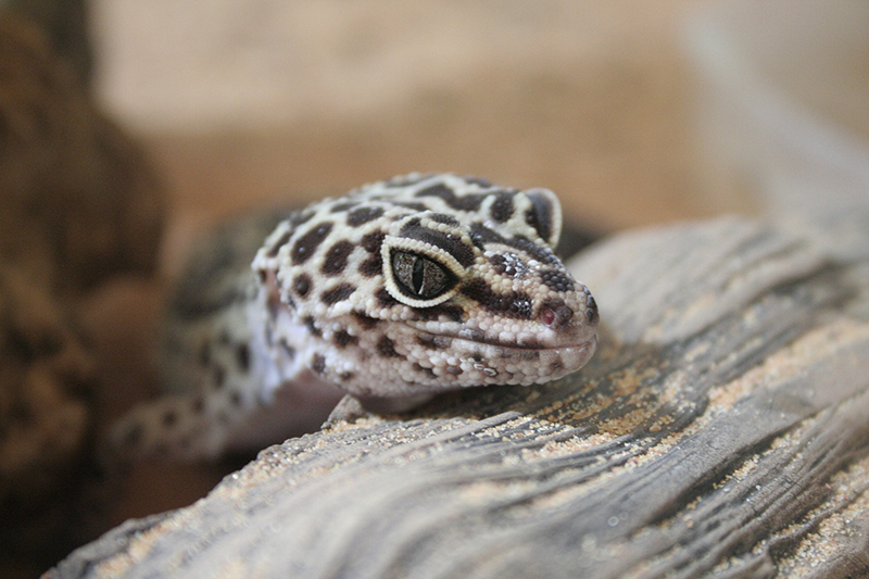 terrarium-heizung-gecko