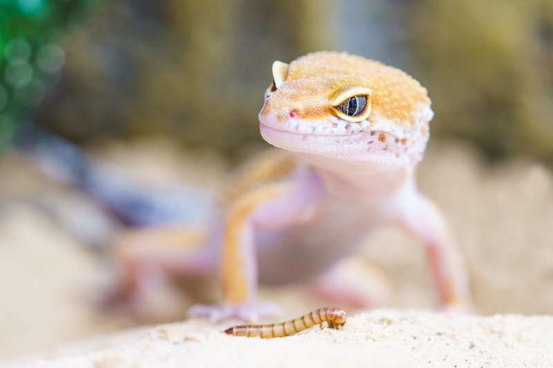 Gecko sitzt in Sonnenlicht vor einem Wurm, welcher gleich verspeist wird.
