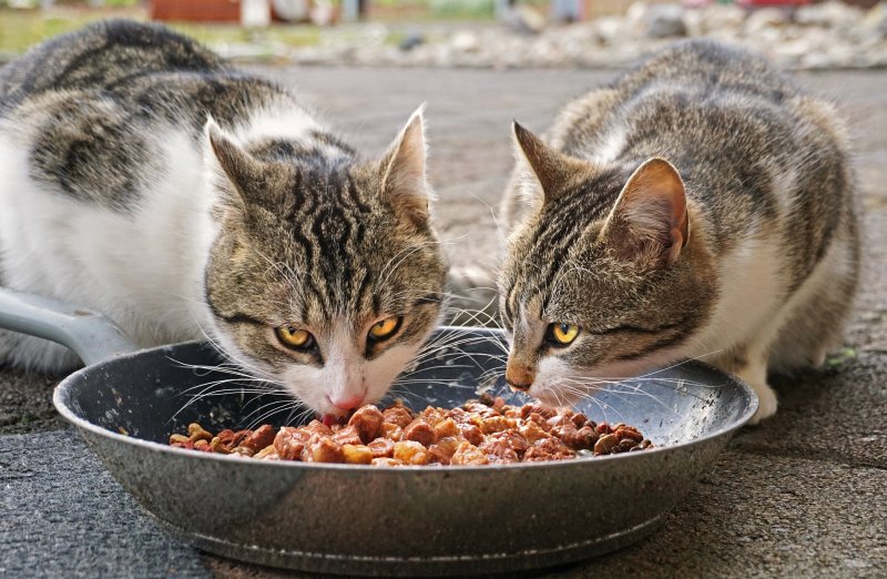 Zwei Katzen fressen Fleisch