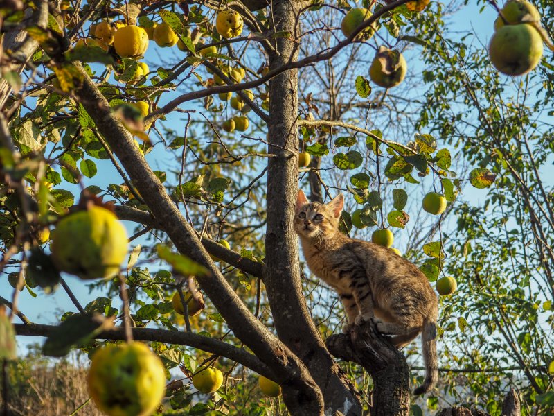 Eine Katze sitzt in einem Apfelbaum.
