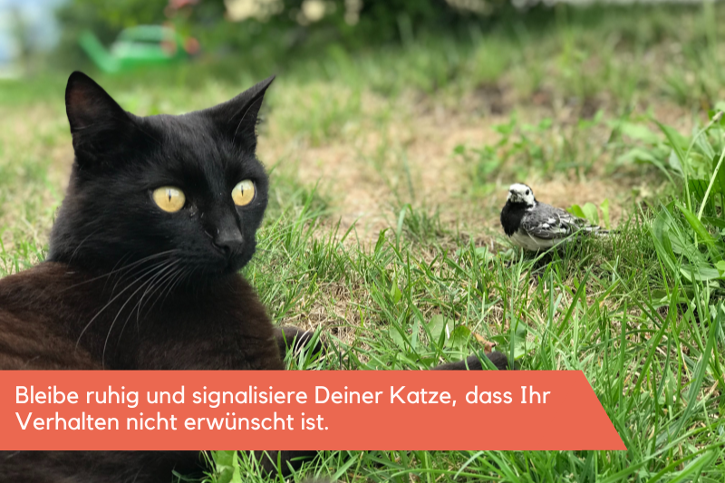 Katze liegt im Gras neben einem Vogel
