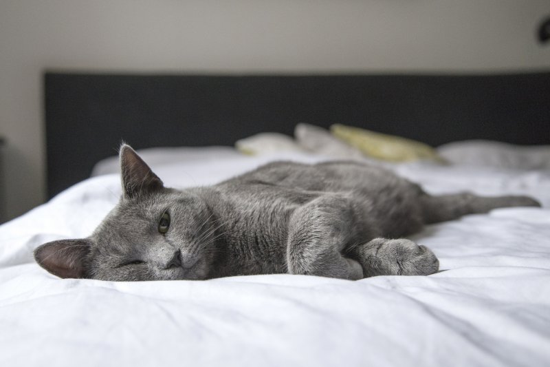 Eine graue Katze, die aus der weißen Bettwäsche liegt.