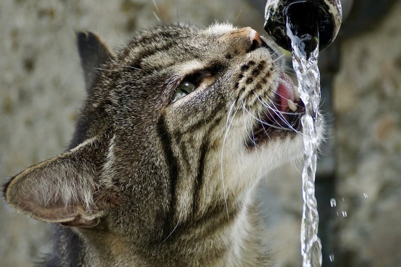 Eine Katze trinkt aus einem Wasserhahn Wasser. 