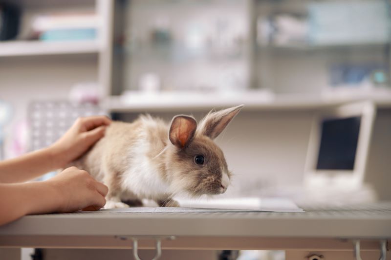 Kaninchen auf dem Untersuchungstisch