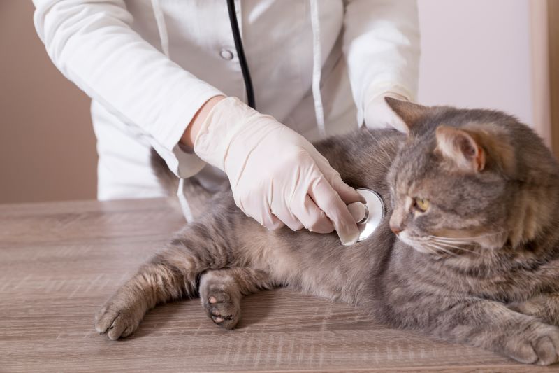 Katze und Stethoskop